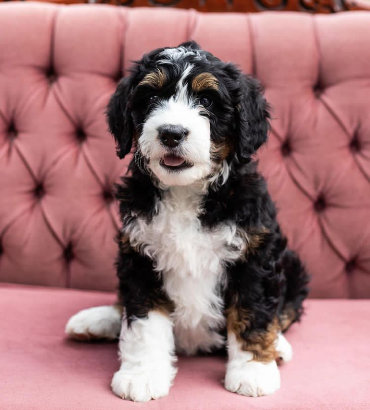 Medium bernedoodles Medium bernedoodles