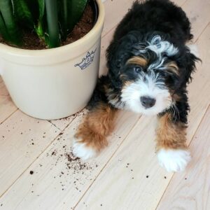 Mini f1b bernedoodle puppies for sale