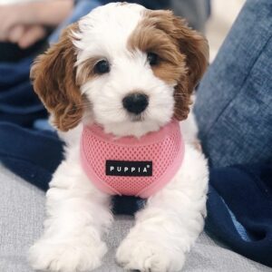 Mini bernedoodles