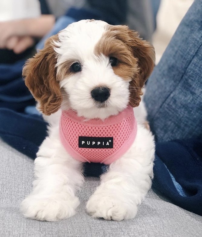 Mini bernedoodles Mini bernedoodles