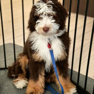 Standard bernedoodles
