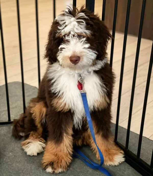 Standard bernedoodles