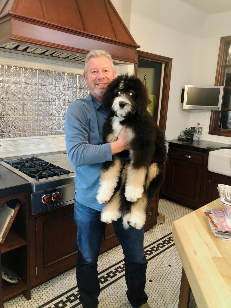 T2 standard bernedoodle