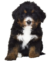 Unique Bernedoodles
